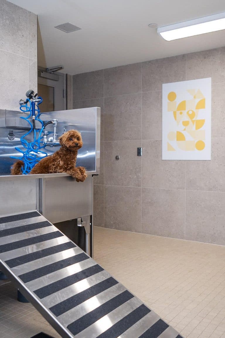 A dog on the ramp of Signal's pet wash station