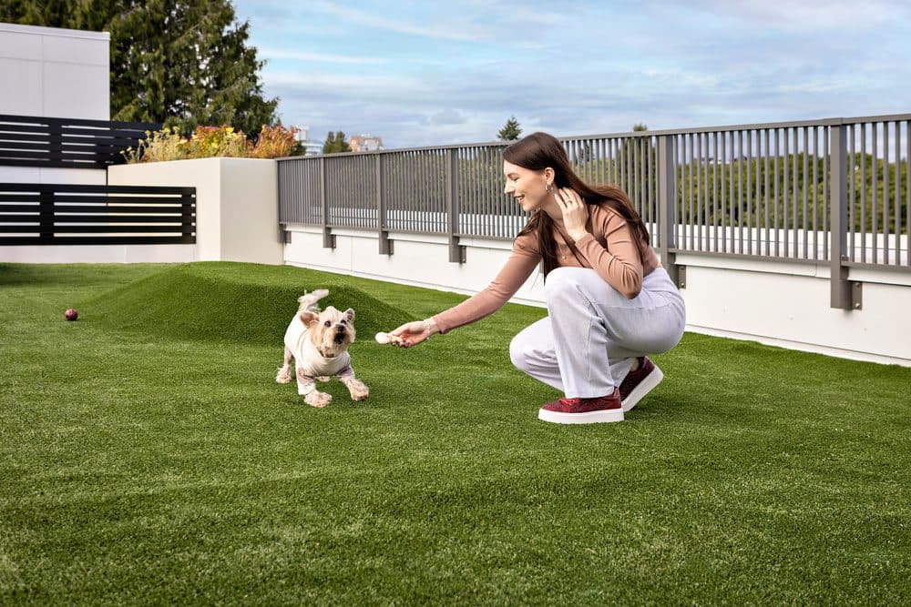 The pup run in Westward's North Yard
